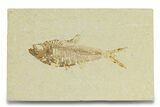 Detailed Fossil Fish (Diplomystus) - Wyoming #289935-1